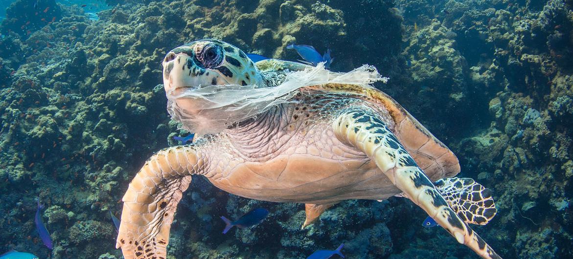 Animais marítimos sofrendo por conta da poluição